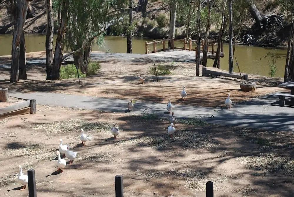 фото Campaspe Lodge Echuca