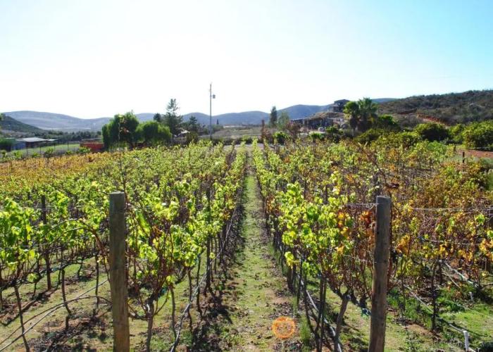 Rancho Cien Piedras