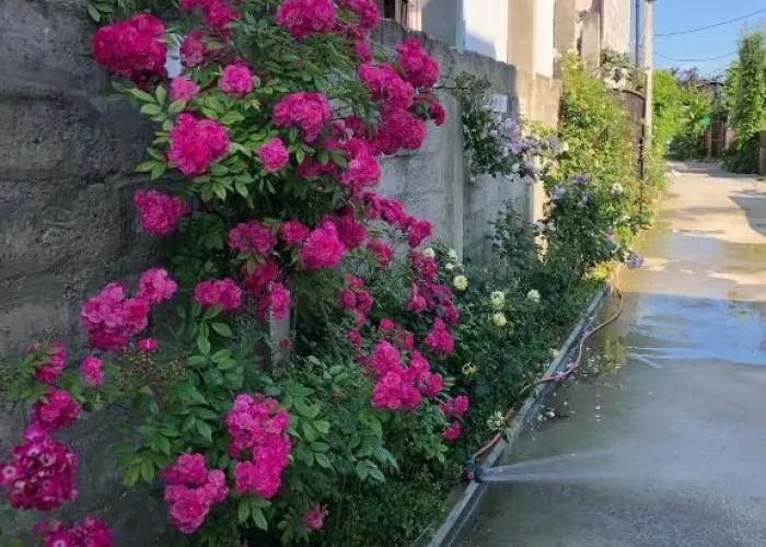 Roza Guest House