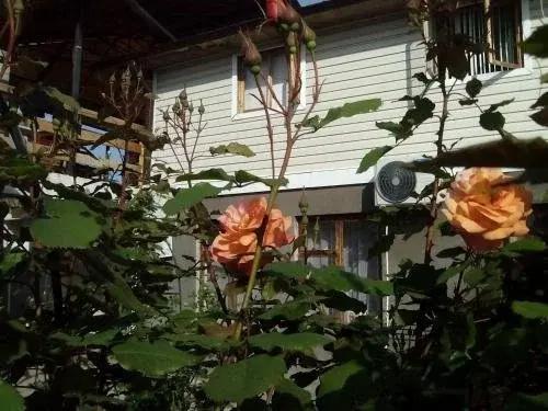 Roza Guest House