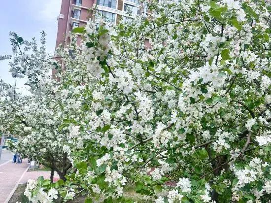 Huolin Gol Fengqiao Yebo Homestay