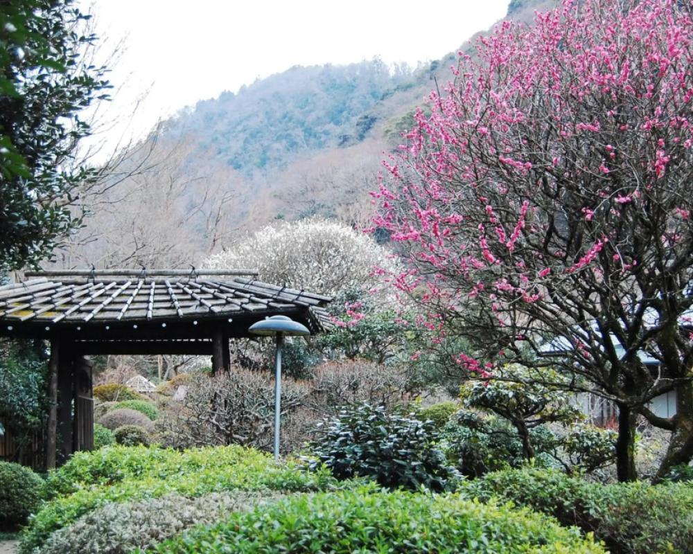 фото Yoshiike
