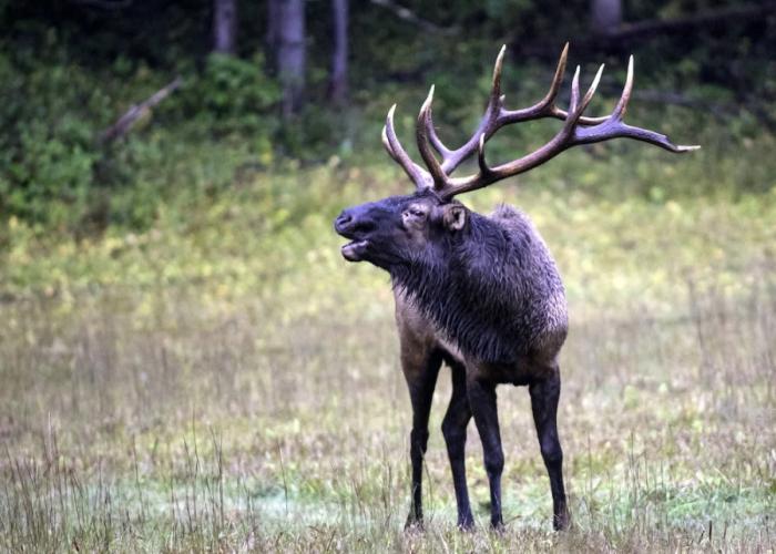 563wonderlnddncb - Wonderland Cove