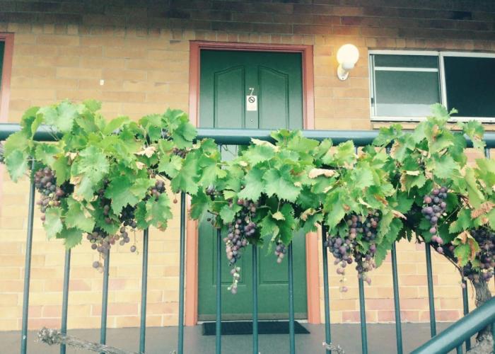 The Vines Motel and Cottages