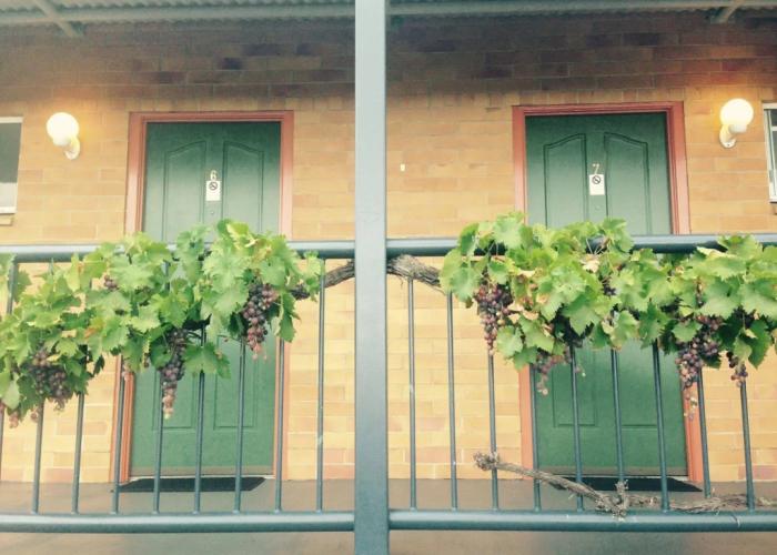 The Vines Motel and Cottages