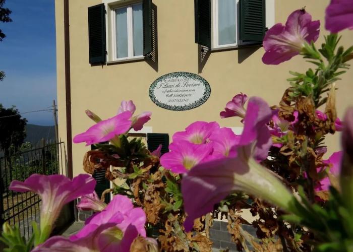 Lecci Di Soviore
