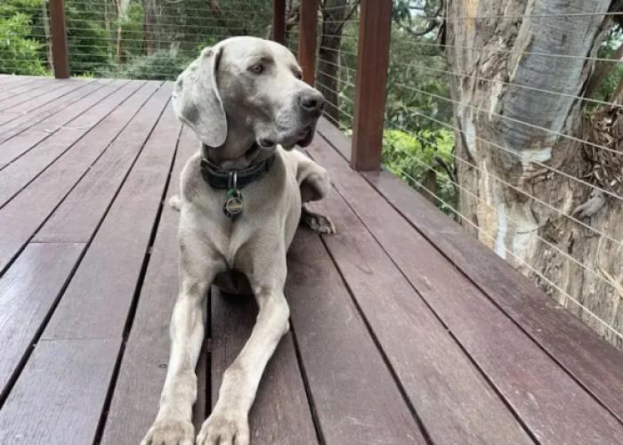 Whispering Gums Lorne Ocean Views Pet Friendly EV Charger