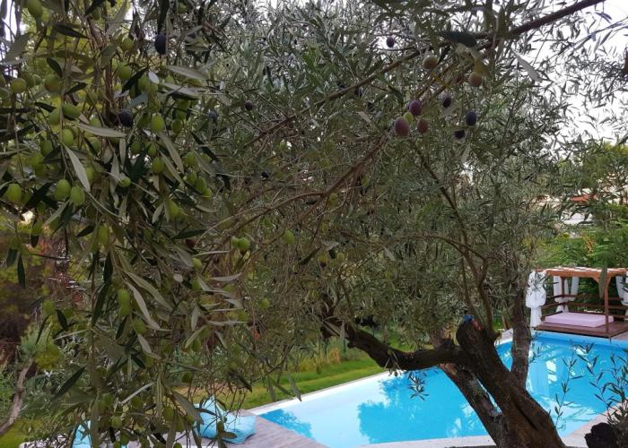 Avatel Eco Lodge