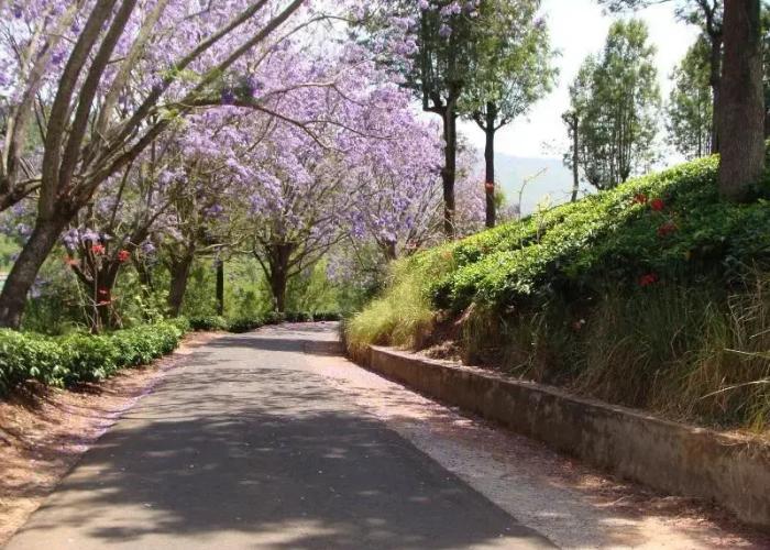 Oland Plantation Farm Stay - Coonoor