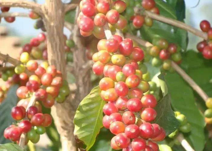 Oland Plantation Farm Stay - Coonoor