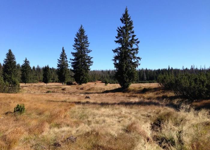 FeWo Waldheimat