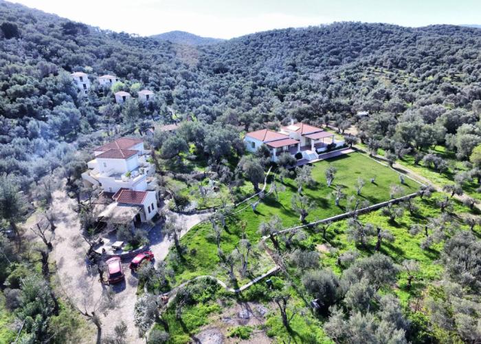 Gera's Olive Grove