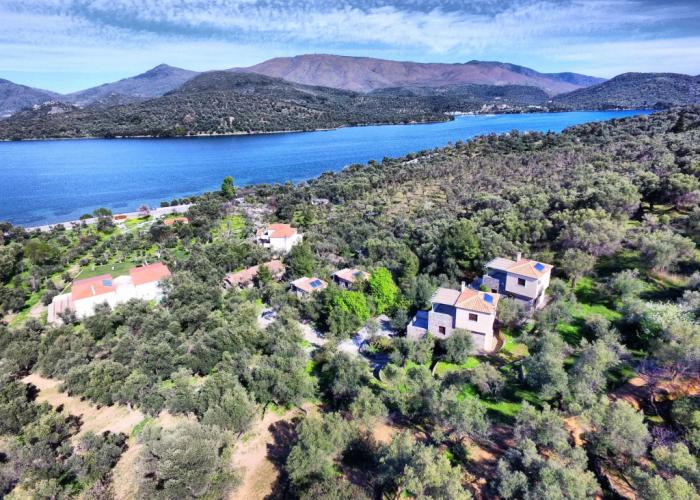 Gera's Olive Grove