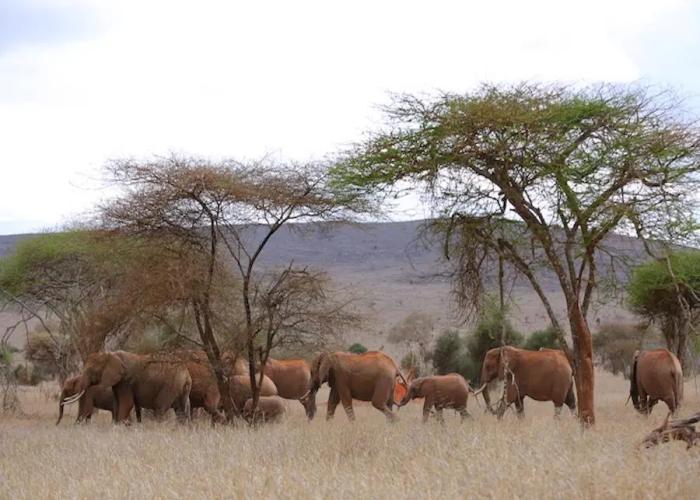 Taita Hills Safari Resort & Spa