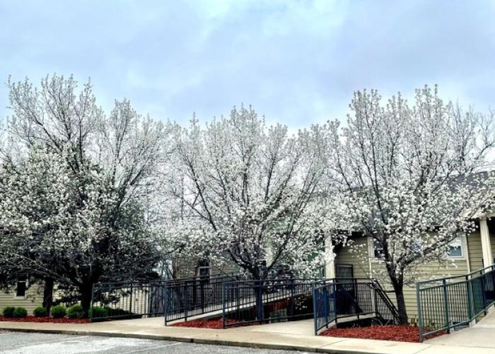 Stonebridge Village Resort