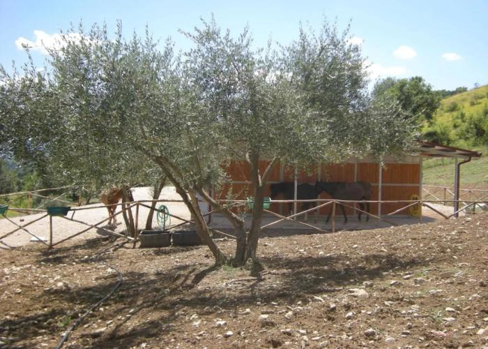 Agriturismo Goccia di Luna