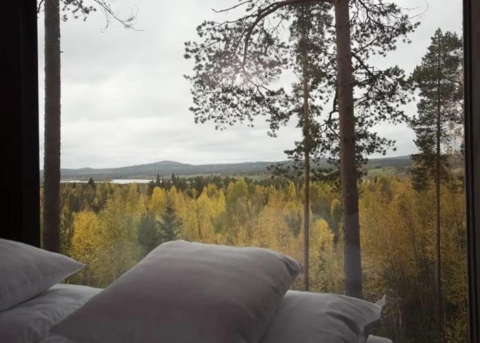 Tree Hotel