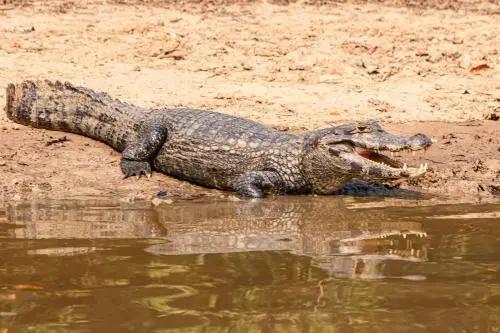 Pantanal Mato Grosso Hotel