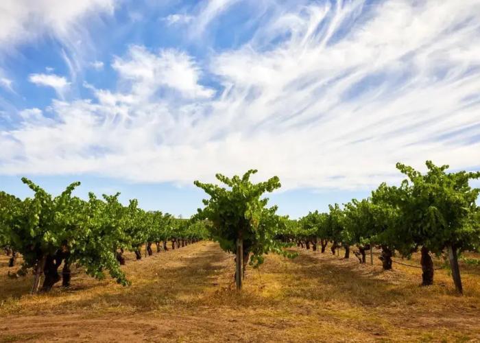 Le Mas Barossa Valley