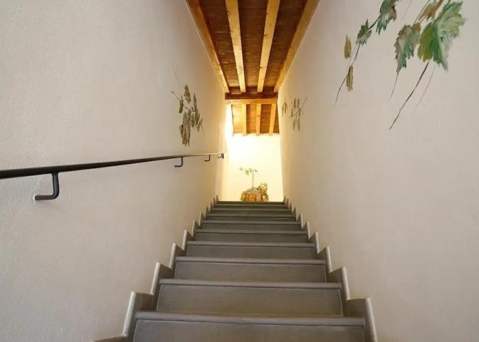 Gatto Bianco Tizzauli