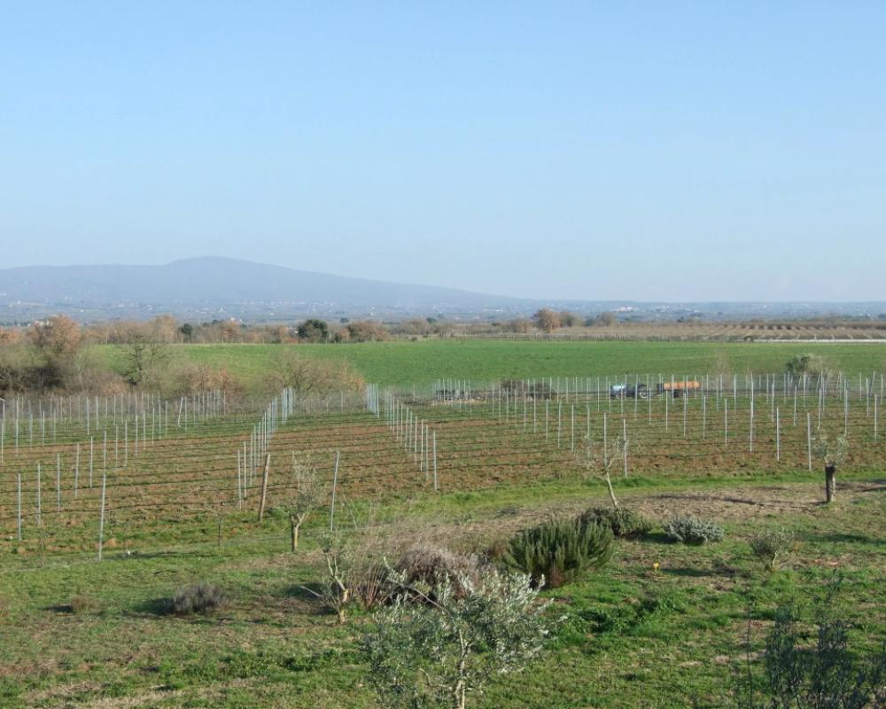 фото Agriturismo il Marrugio