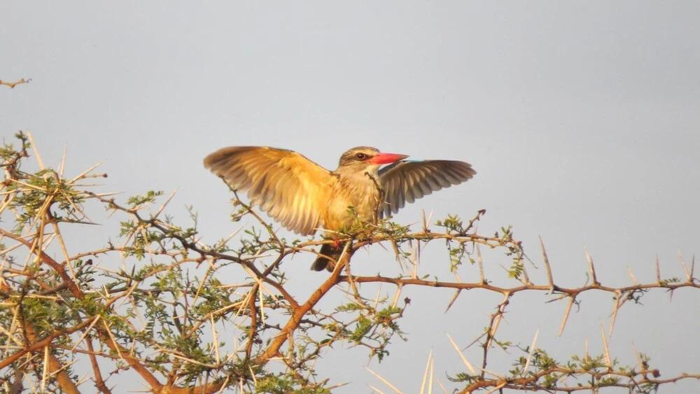 Burlington Bush Cottages