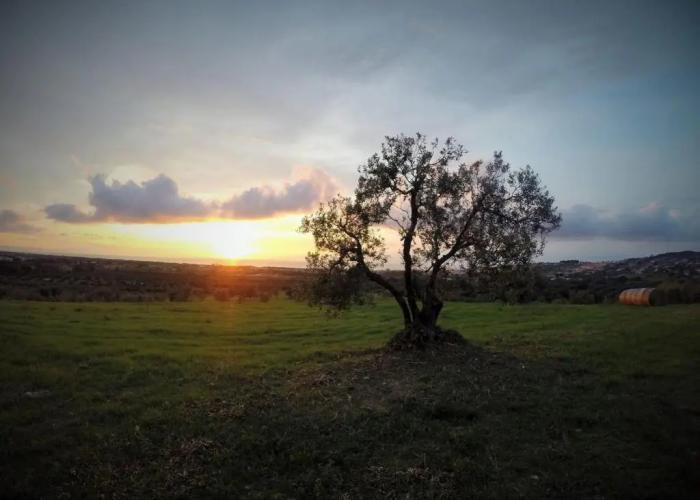 Podere l'Agave