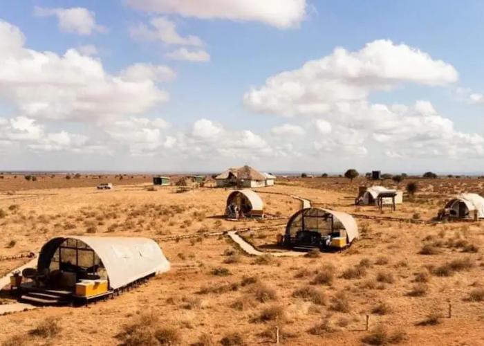 Amanya 1 -bed King Lion Tent