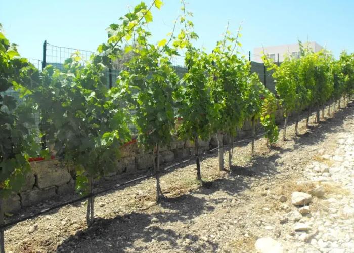 Agriturismo Eloro Pizzuta
