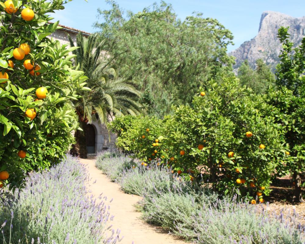 фото Finca Ca´s Curial