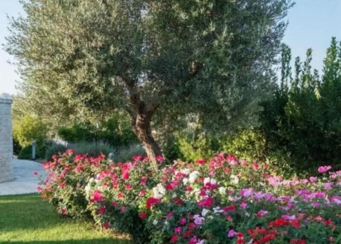 Tenuta Odegitria
