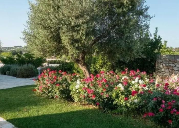 Tenuta Odegitria
