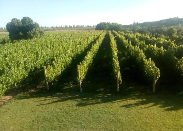 Posada Cavieres Wine Farm