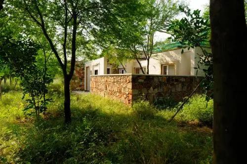 фото Trees & Tigers