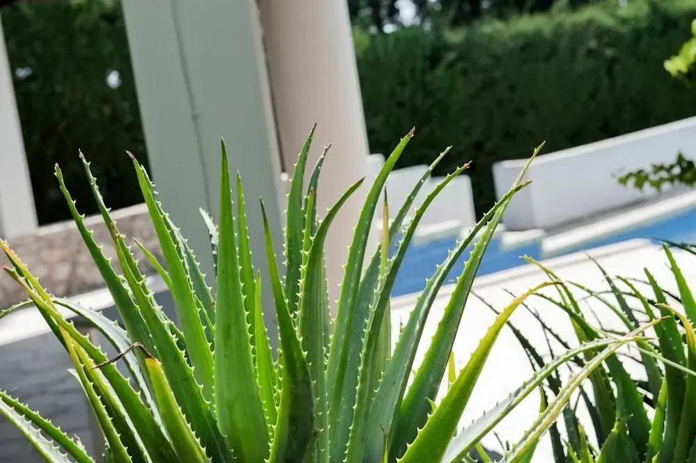 фото Villa Aurea