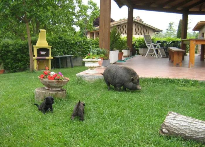Il Poggio