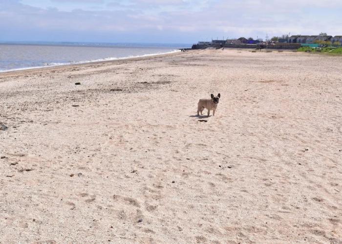 Pips Chalet in the Isle of Sheppey