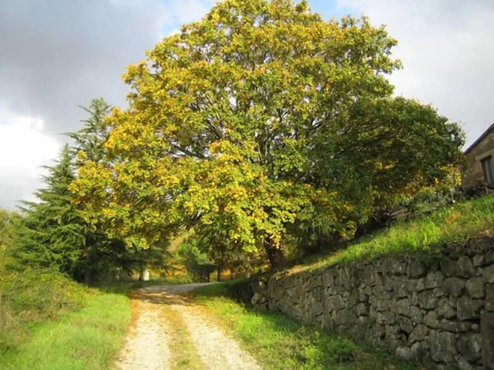 фото Le Roghete