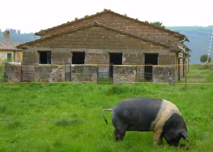 Le Roghete