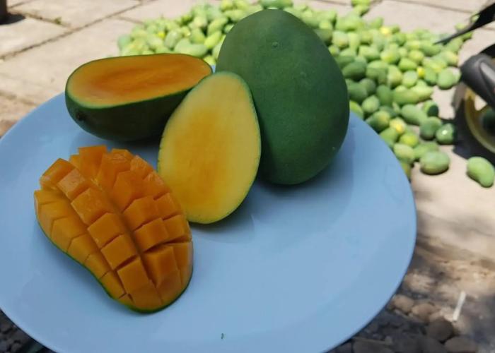 Mango Tree Inn