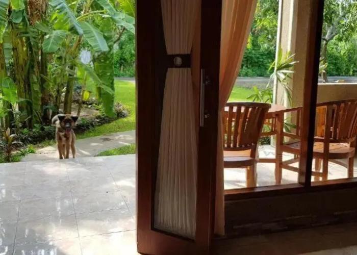 Mango Tree Inn