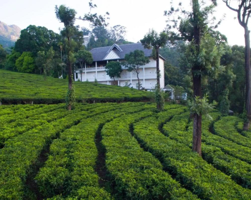 фото Tea Harvester Munnar
