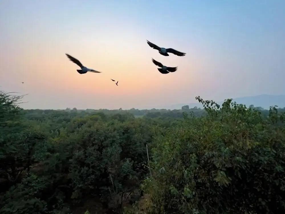 фото Joy Bagh Resort