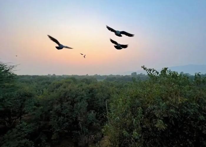 Joy Bagh Resort