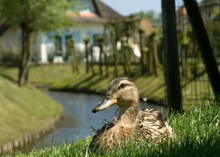 Comfortable Villa With Wifi, Near the Sea in Cosy Domburg