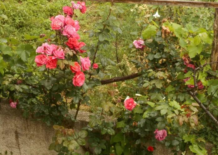 Split-level house in East Pelion