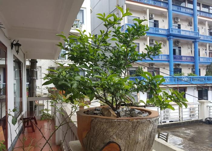 Botanic Sapa