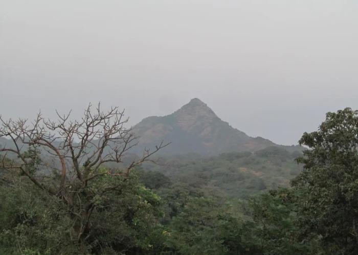 Forest Eco Lodge