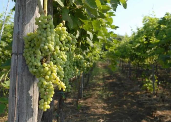 Agriturismo Le Case Del Merlo