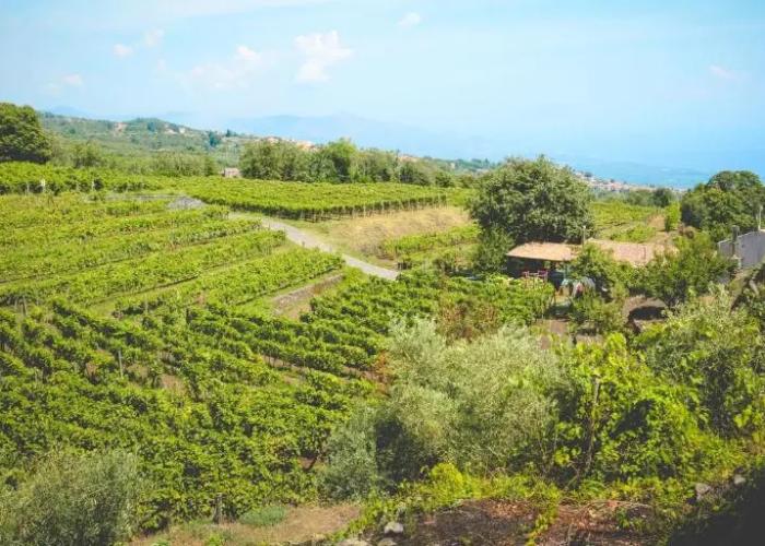 Agriturismo Le Case Del Merlo